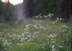 Латвию ждет самый приятный день недели - до +21 и почти без облаков