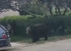 Jēkabpils pilsētā ieklīdis lācis; iedzīvotājiem izplatīts brīdinājums