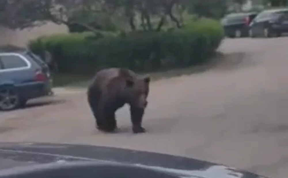 VIDEO: Jēkabpils pilsētā ieklīdis lācis; iedzīvotājiem izplatīts brīdinājums