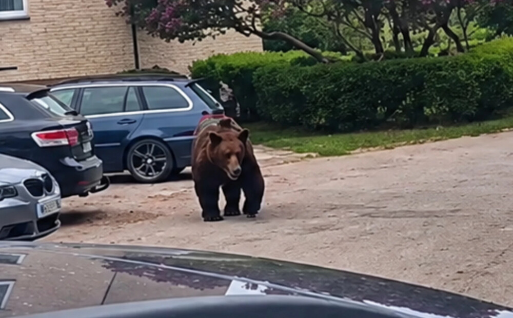 Pēc tumsas iestāšanās un ielu noslēgšanas Jēkabpilī ieklīdušais lācis veiksmīgi izraidīts no pilsētas