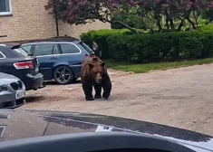 Pēc tumsas iestāšanās un ielu noslēgšanas Jēkabpilī ieklīdušais lācis veiksmīgi izraidīts no pilsētas