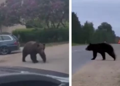 ВИДЕО: заблудившегося медведя удалось вывести из Екабпилса - ради этого перекрывали улицы