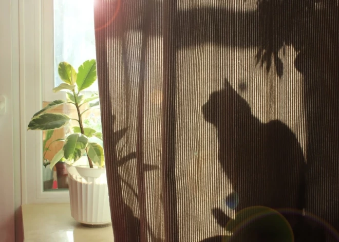 Pareizie aizkari var ietaupīt naudu un uzlabot komfortu. Ko vērts zināt?