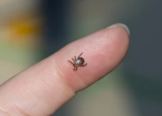 Latviešiem uzbrūk jauna ērču suga