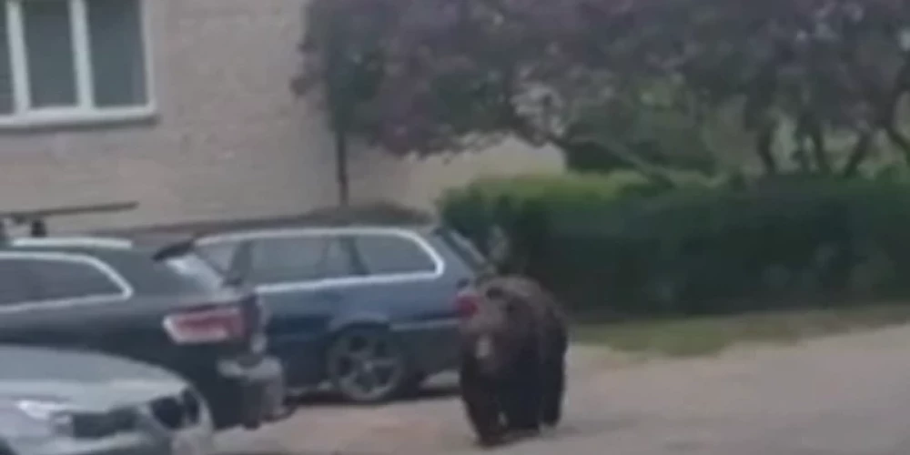 Lācis Jēkabpilī (ekrānuzņēmums no video)
