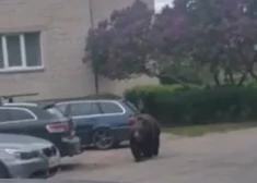 Ko iesākt, ja pilsētā pēkšņi pretī nāk lācis? Skaidro speciāliste