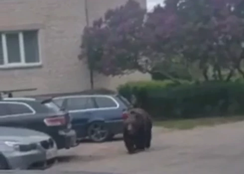 Lācis Jēkabpilī (ekrānuzņēmums no video)