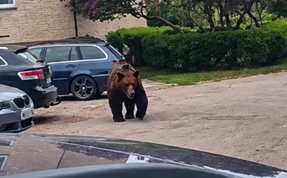 Dabas aizsardzības pārvalde skaidro, kādos gadījumos pieļaujama lāču likvidēšana
