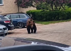 Dabas aizsardzības pārvalde skaidro, kādos gadījumos pieļaujama lāču likvidēšana