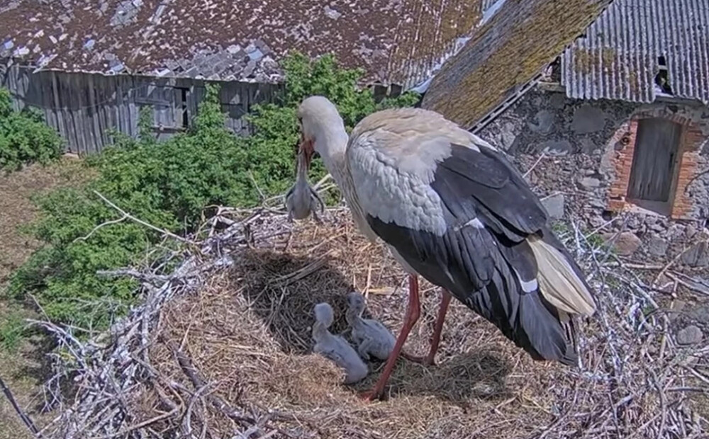 Daba ir nežēlīga - stārķu mamma Uma tiešraides kamerā notiesā vienu no saviem mazuļiem. VIDEO