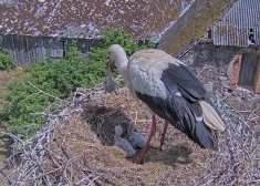 Daba ir nežēlīga - stārķu mamma Uma tiešraides kamerā notiesā vienu no saviem mazuļiem. VIDEO