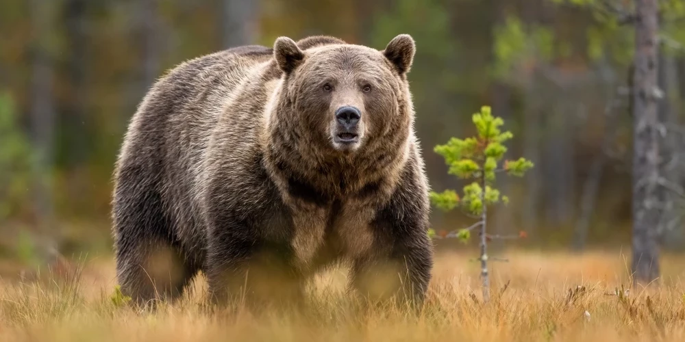 Dienestiem ziņo par lāci Kokneses apkārtnē.