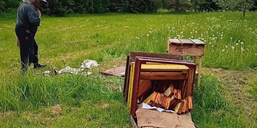 Iznīcināts bišu strops Valmieras pusē.