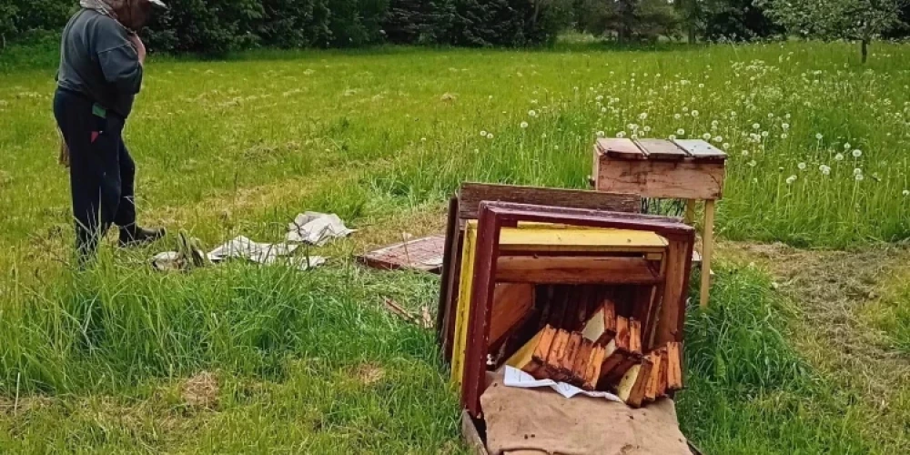 Медведь наведался на пасеку в Валмиерском крае и буквально разнес один из ульев. 
