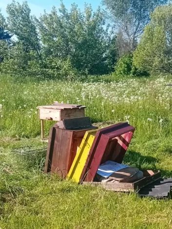 Медведь основательно разрушил пчелиный улей.