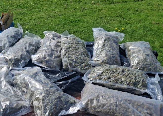 Policija atklāj divas audzētavas; Latgales reģionā izņemts rekordliels marihuānas daudzums