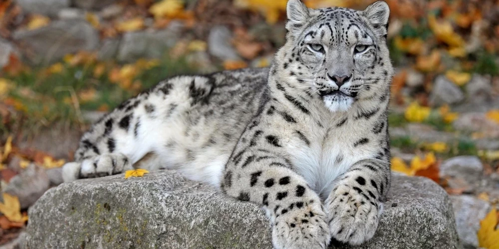 Apmeklētājiem būs iespēja redzēt arī sniega leopardu.