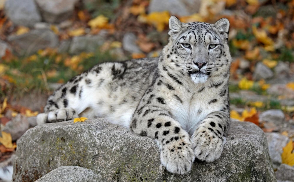 Rīgas zoodārzā top Himalaju ekspozīcija, kurā būs sniega leopardi un Tibetas melnie lāči