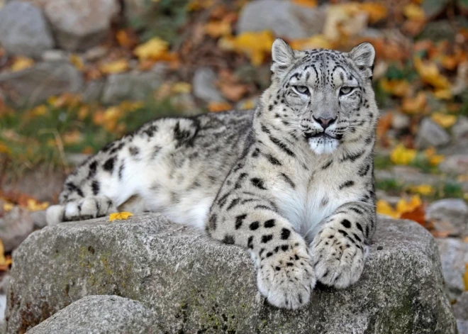 Rīgas zoodārzā top Himalaju ekspozīcija, kurā būs sniega leopardi un Tibetas melnie lāči