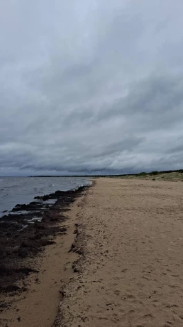 Водоросли захватывают латвийские пляжи?