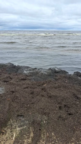 Водоросли являются естественной частью Балтийского моря и регулярно появляются на латвийском побережье после штормов и периодов сильного ветра.