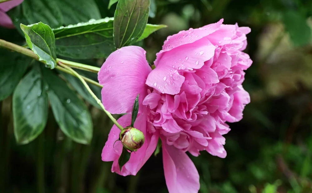 Jaunā nedēļa sāksies ar pamatīgām lietavām