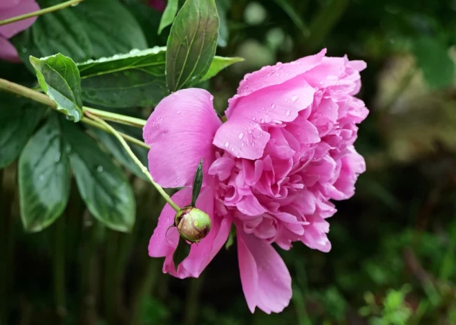 Jaunā nedēļa sāksies ar pamatīgām lietavām