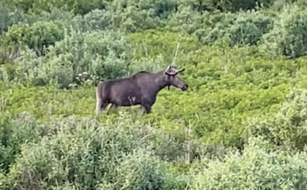 VIDEO: valsts mežu darbiniece negaidīti sastopas a
