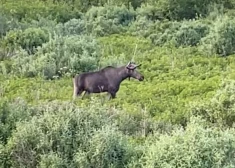 VIDEO: valsts mežu darbiniece negaidīti sastopas ar brašu meža zvēru