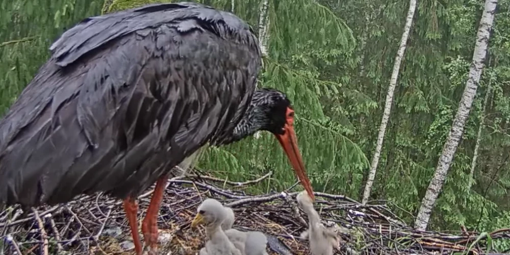 Stārķu mamma apēd vārgāko no mazuļiem (ekrānuzņēmums no video)
