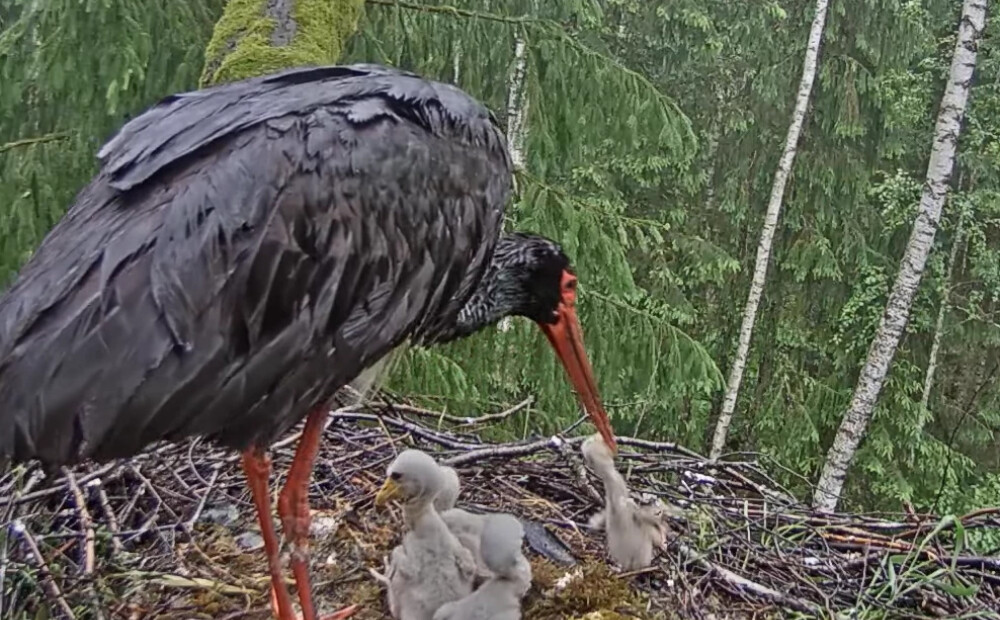 Traģēdija ligzdā: Ogres novadā melno stārķu mamma 