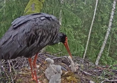 Traģēdija ligzdā: Ogres novadā melno stārķu mamma izlemj mazuļa likteni. VIDEO
