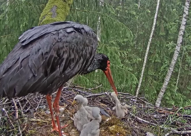 Stārķu mamma apēd vārgāko no mazuļiem (ekrānuzņēmums no video)