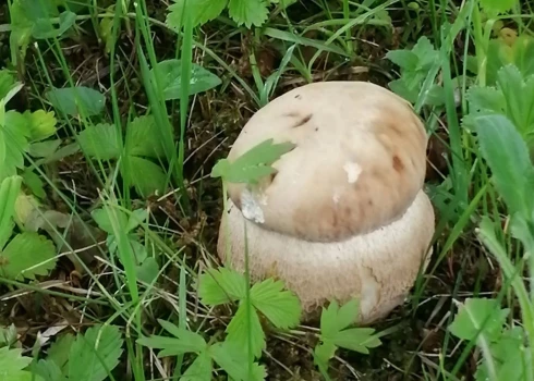 Inta baraviku atrada Cēsu novadā 6. jūnijā.