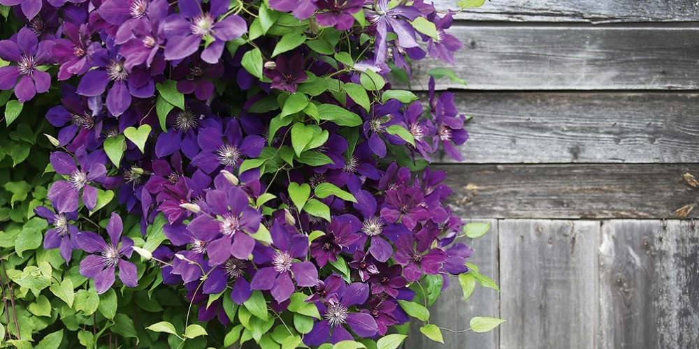 purple clematis flowers and wood plank texture