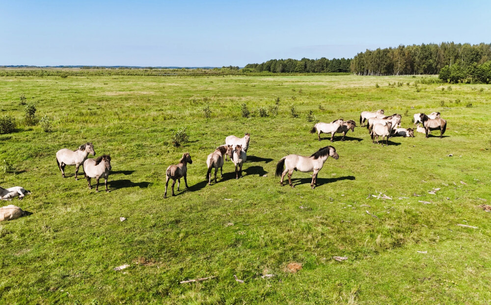Laba ziņa tauru un savvaļas zirgu vērotājiem: atkal darbojas