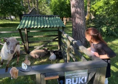Truši, aita un kazlēns gaida ciemiņus Ventspils Piejūras brīvdabas muzejā
