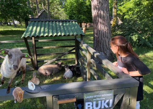 Kaugeru sētas tuvumā iekārtota māja arī trušiem un aploks, kuru apdzīvo aita un kaza ar kazlēnu. 