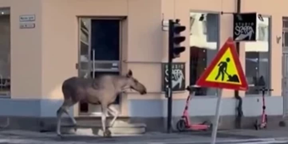 Pa Oslo centru skrienošais alnis (ekrānuzņēmums no video)
