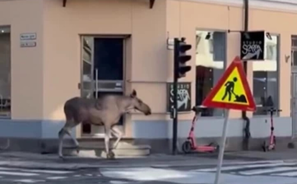 Oslo centrā nošauj alni, kurš apjucis skrēja pa pilsētu