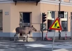 Oslo centrā nošauj alni, kurš apjucis skrēja pa pilsētu 