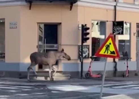 Pa Oslo centru skrienošais alnis (ekrānuzņēmums no video)