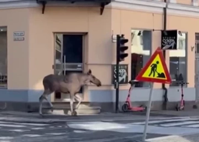 Oslo centrā nošauj alni, kurš apjucis skrēja pa pilsētu 
