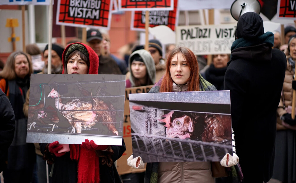 Saeima noraida ierosinājumu aizliegt dējējvistu turēšanu spr