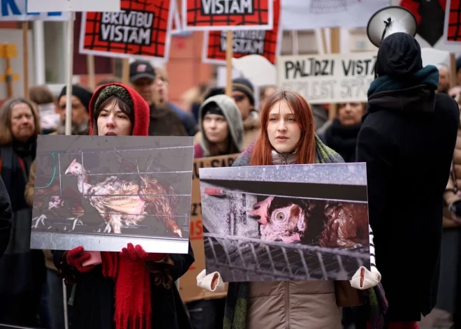 "Свободу курам!" не услышали: депутаты отклонили поправки о бесклеточном содержании