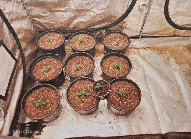 Atklātā marihuānas audzētava (foto: Valsts policija)
