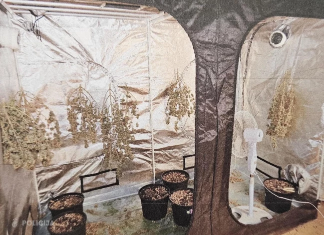 Atklātā marihuānas audzētava (foto: Valsts policija)