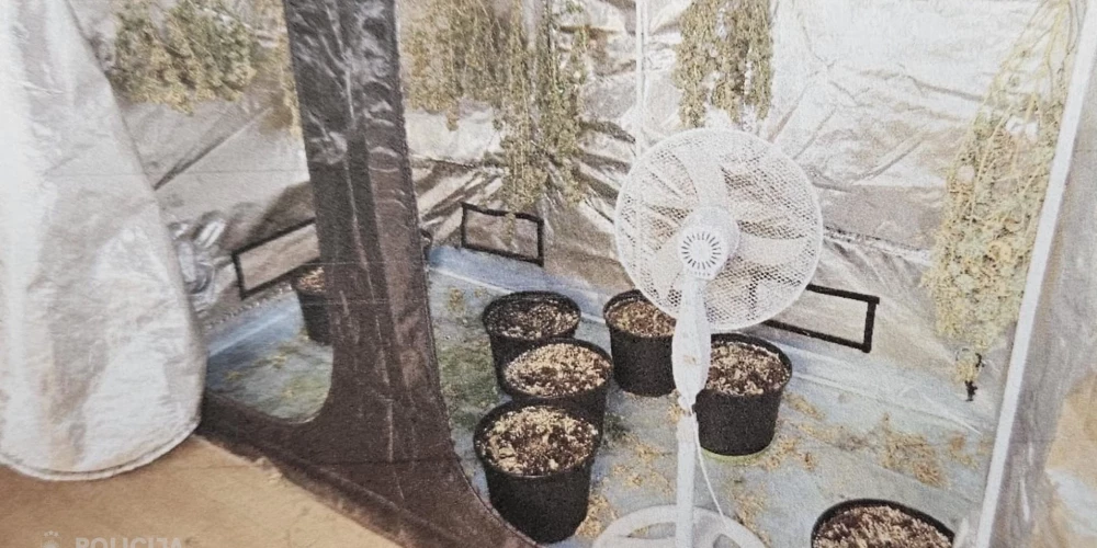 Atklātā marihuānas audzētava (foto: Valsts policija)