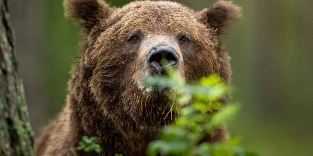 Brūnais lācis (foto: Shutterstock)