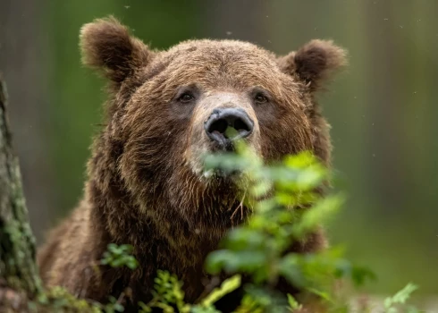 Brūnais lācis (foto: Shutterstock)